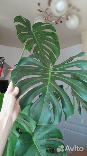 Комнатное растение монстера