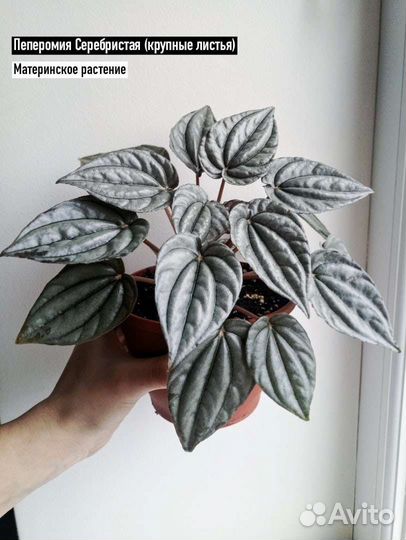 Пеперомия и Сциндапсус