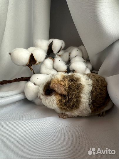 Американский тедди свинка