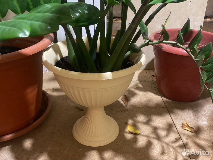 Замиокулькас