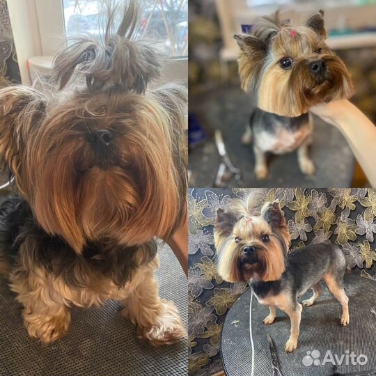 Груминг(стрижка собак и кошек)