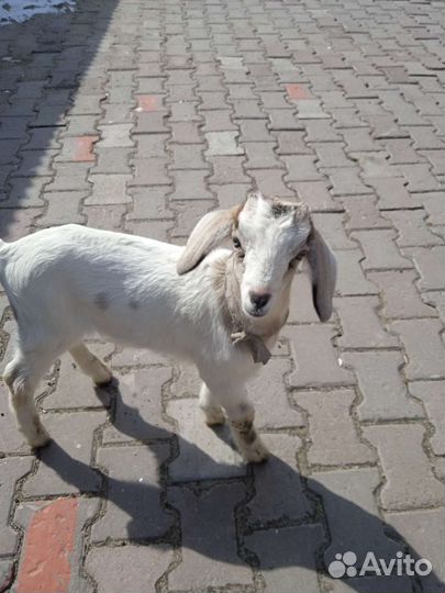 Нубийские козлята