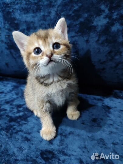 Британская кошка