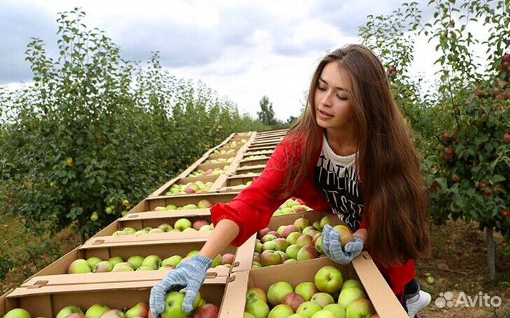 Сборка яблок с проживанием