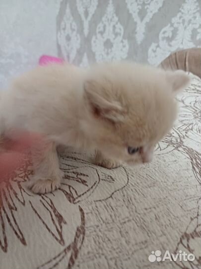 Британские котята