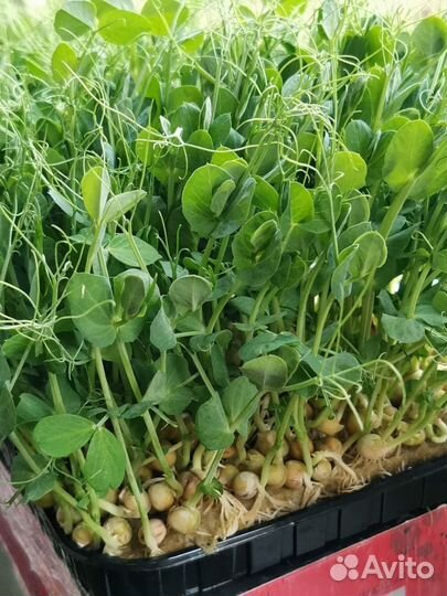 Микрозелень гороха