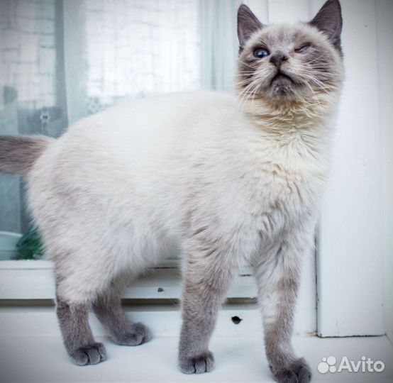 Кошечки сиамские