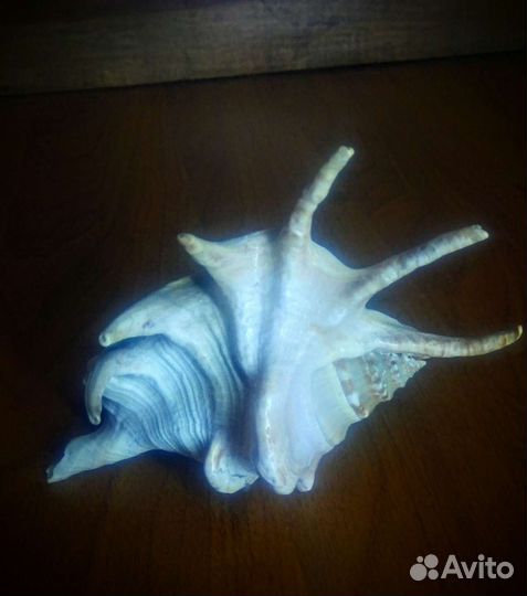 Ракушка