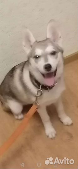 Собаки бесплатно в добрые руки щенки