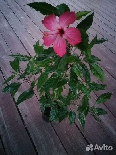 Гибискусы Китайская роза (много)
