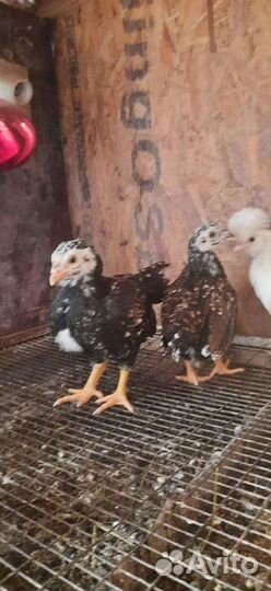 Инкубационное яйцо