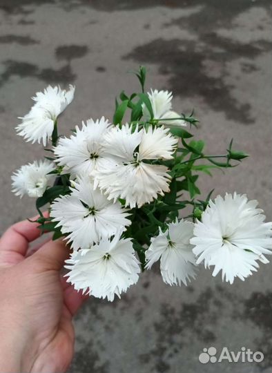 Гвоздика многолетняя