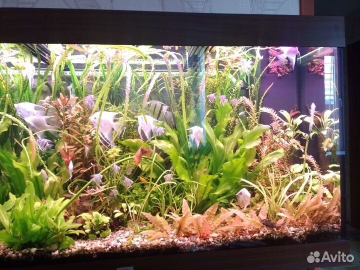 Аквариумные растения