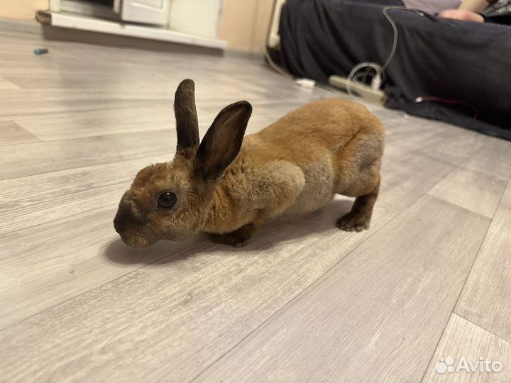 Кролик Вязка девочка