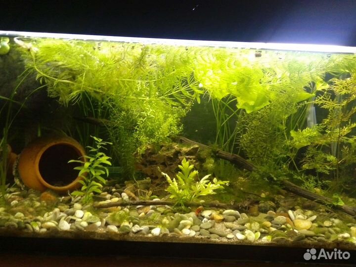 Аквариумные растения разные, мхи, папоротники