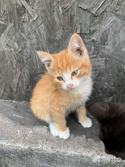 Кошка в дар