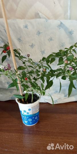 Перец комнатный острый Мексиканец