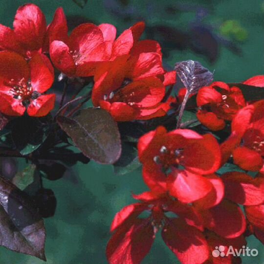 Декоративная яблоня Кармен