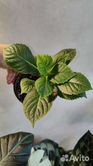 Гортензия комнатная