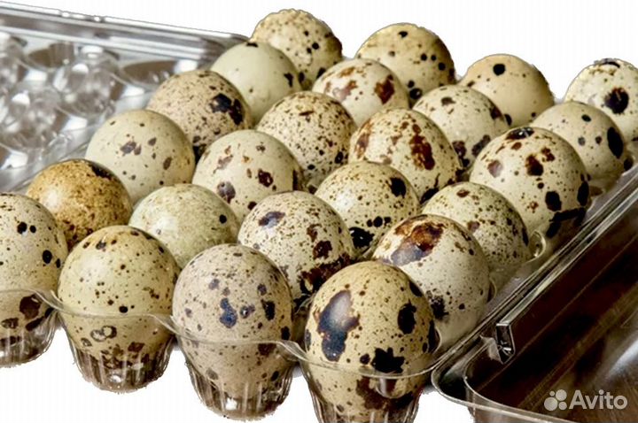 Домашнее суточное яйцо перепела