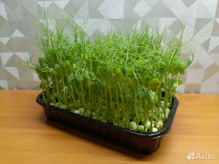 Микрозелень гороха
