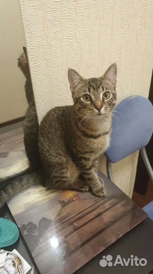 Шпрот подкапотыш (видео)