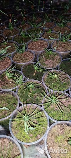 Саженцы кедра корейского