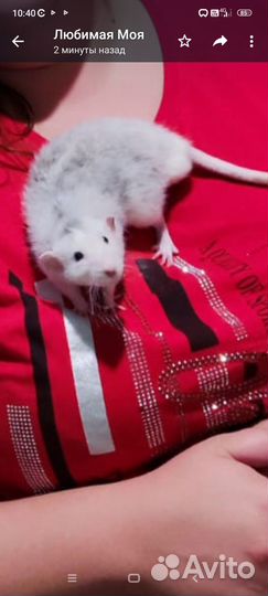 Крыса Дамбо хаски крысята