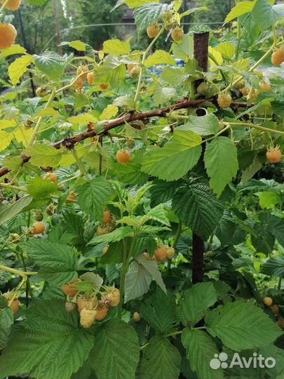 Желтая малина саженцы 