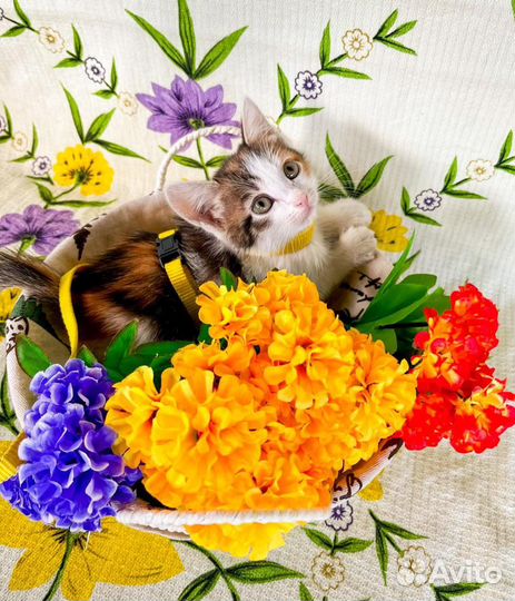 Трехцветный котенок