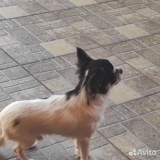 Чихуахуа мини