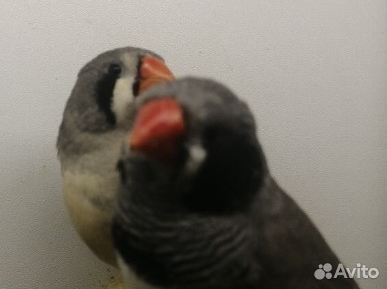 Форбес, гульды, японские, астрильды