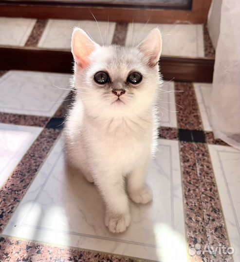 Котята британские серебристые шиншиллы