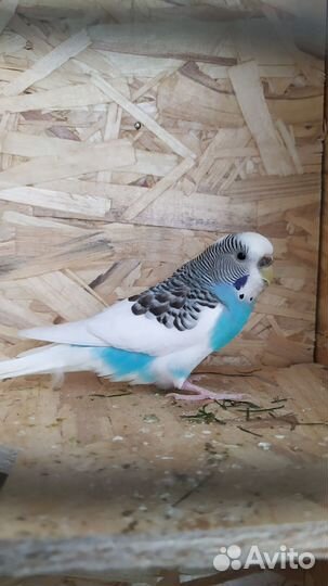 Волнистые попугаи с клеткой