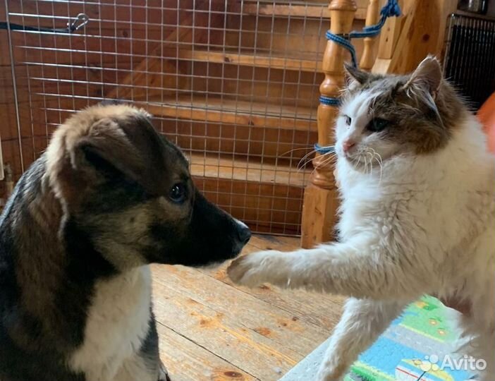 Собачка-невеличка Мотя - в дар