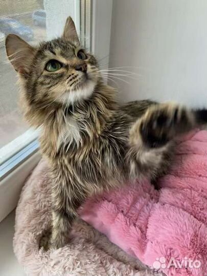 Кошка в добрые руки