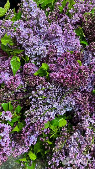 Сирень цветы