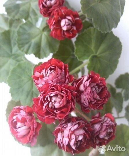 Пеларгония герань