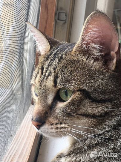 Кот в добрые руки