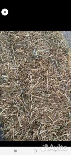 Солома пшеничная в тюках 2023