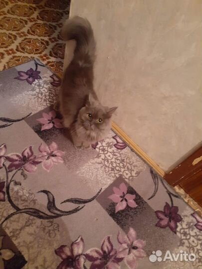 Домашние животные кошки