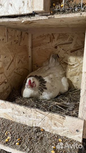 Инкубационное яйцо брама