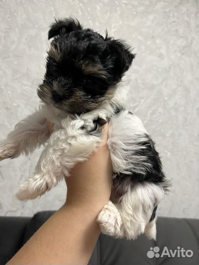 Йоркширский терьер мини