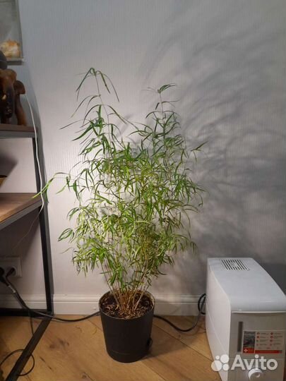 Аспарагус серповидный.Высота цве ка 90 см