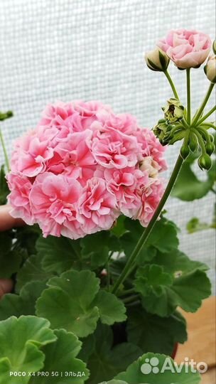 Пеларгония юв Десерт Моти