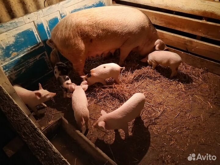 Продаются поросята