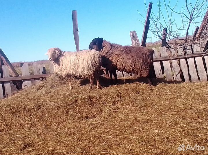 Овцы бараны