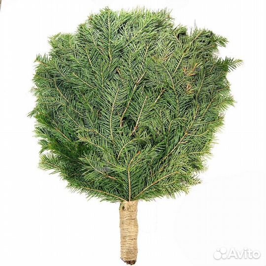 Веники для бани - Пихтовые