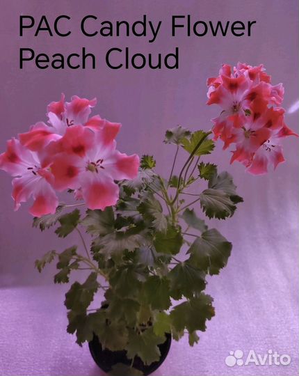 Сортовые пеларгонии