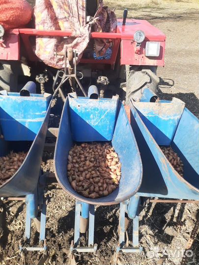 Лук севок озимый сорт радар, и стурон